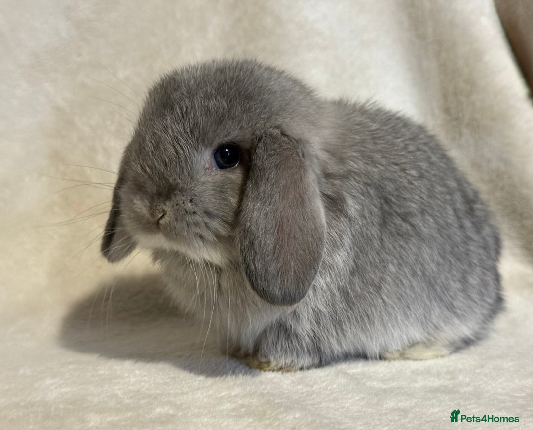 Mini Lop rabbits for sale: Pure mini lop babies to reserve  - Image 9