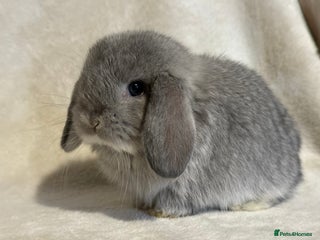 Mini Lop rabbits READY NOW Pure mini lop girls - Advert 12