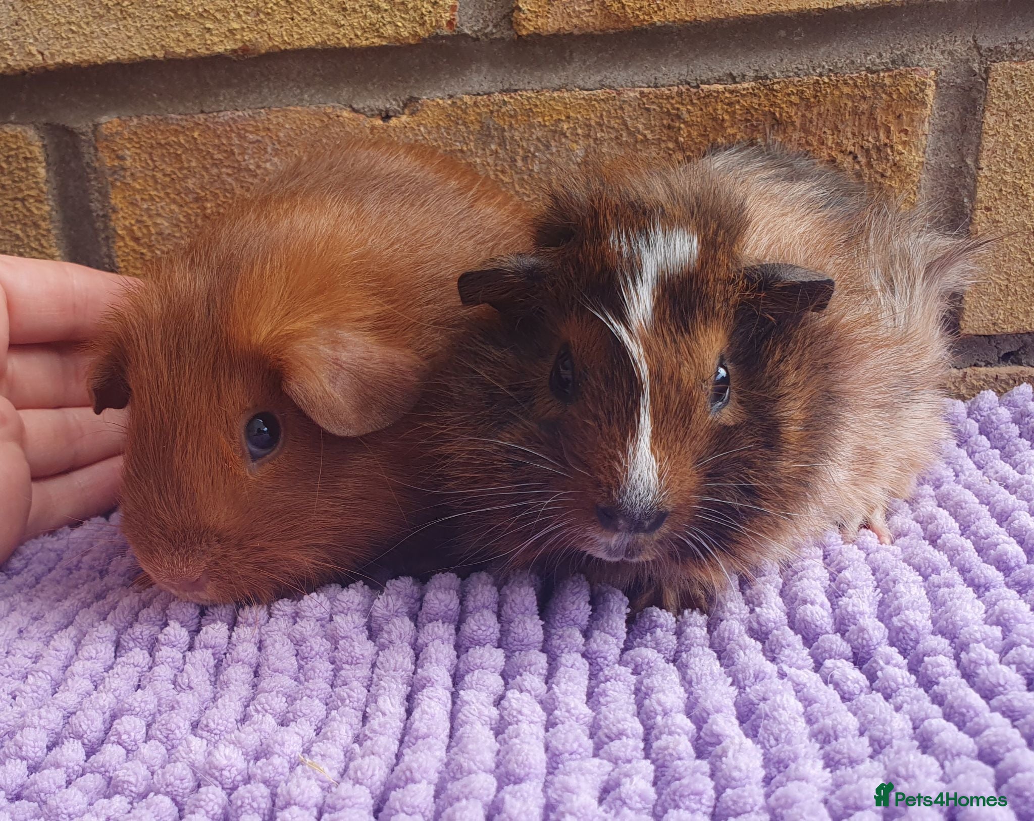 Guinea Pig rodents Beautiful guinea pigs - Advert 1