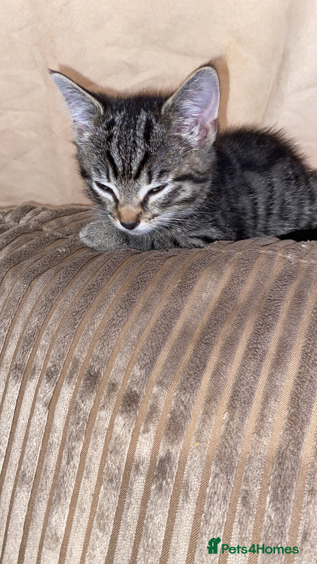 Mixed Breed cats for sale: Two female kittens read description - Advert 4