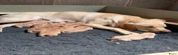 Labrador Retriever dogs for sale: KC Fox Red & Yellow Labrador Puppies - Advert 3