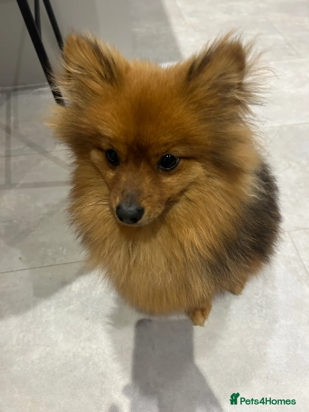 Pomeranian dogs for sale: Bear - adorable 7 month old Boy Pom  in Ashton-under-Lyne - Advert 2