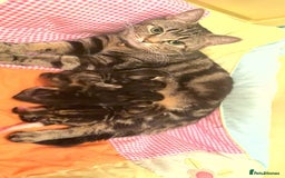 Mixed Breed cats for sale: The Fab Four - Advert 5