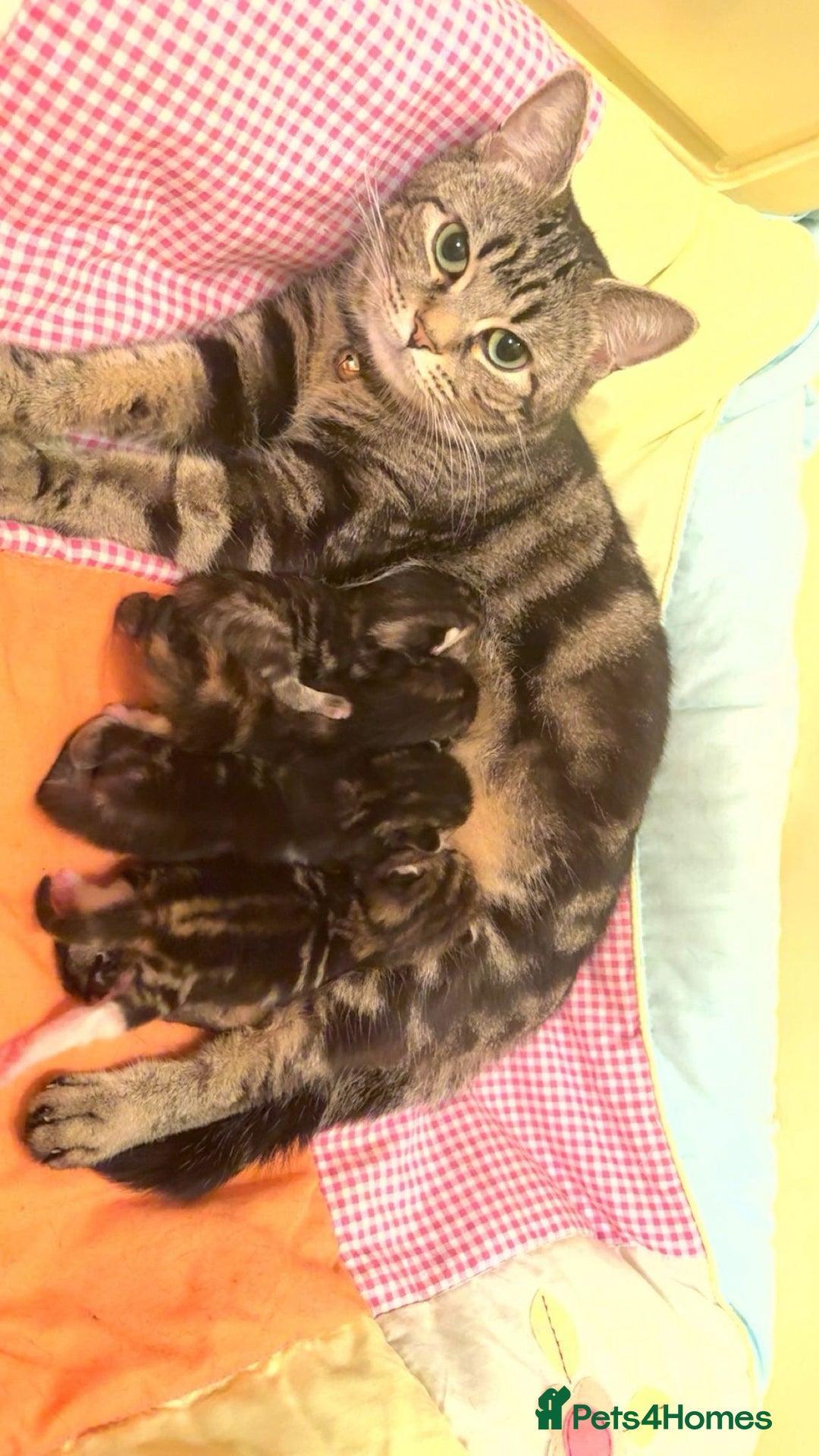 Mixed Breed cats for sale: The Fab Four - Advert 5