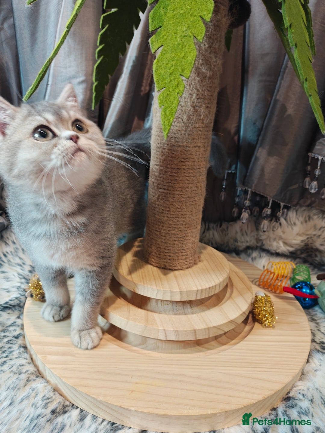 British Shorthair cats for sale: Blue golden female, TICA registered  - Advert 14