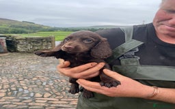 Cocker Spaniel dogs for sale: Kc cocker spaniel pups - Image 1