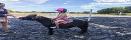 Shetland pony horses for sale: Standard Shetland ridden - Advert 1