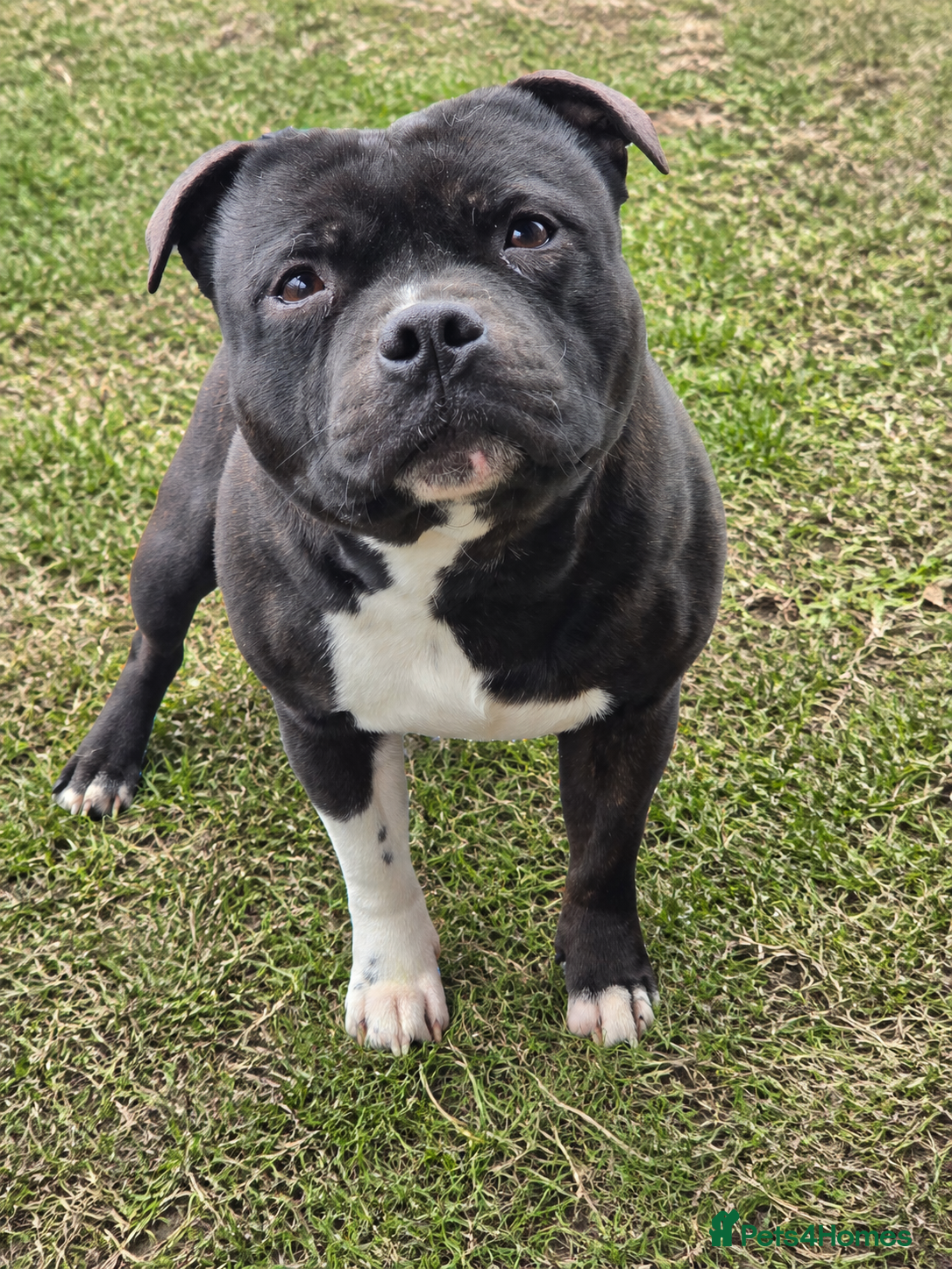 Staffordshire Bull Terrier dogs HT KC Reg, True Quality Staffordshire Bull Terrier - Advert 11