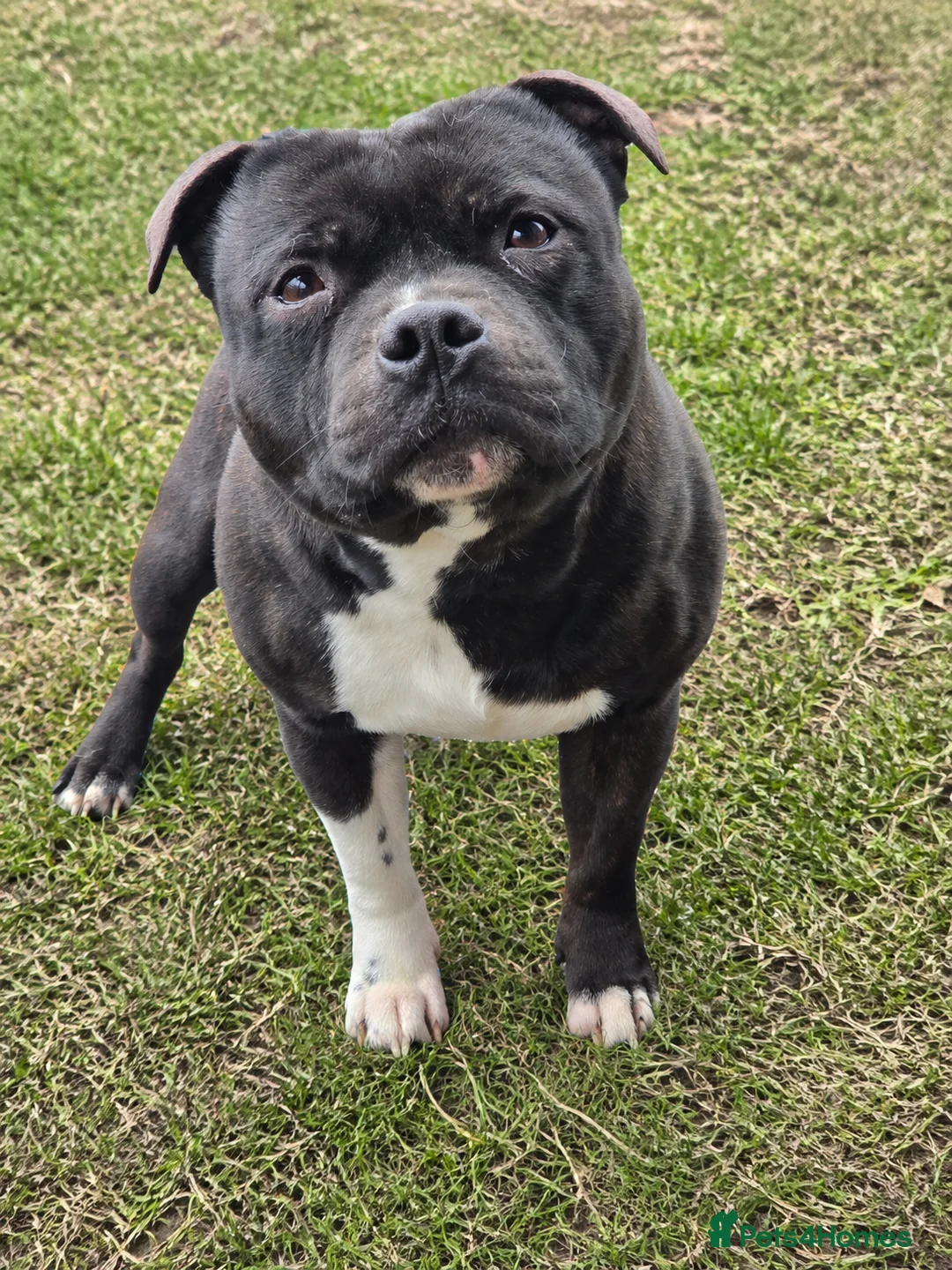 Staffordshire Bull Terrier dogs for stud: HT KC Reg, True Quality Staffordshire Bull Terrier - Advert 1