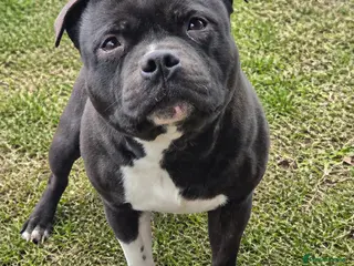 Staffordshire Bull Terrier dogs HT KC Reg, True Quality Staffordshire Bull Terrier - Advert 11