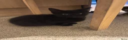Brazilian Shorthair cats for sale: 3 Gorgeous Kittens  - Advert 9