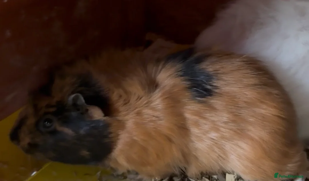 Guinea Pig rodents for sale: 2 girl guinea pigs  - Advert 2