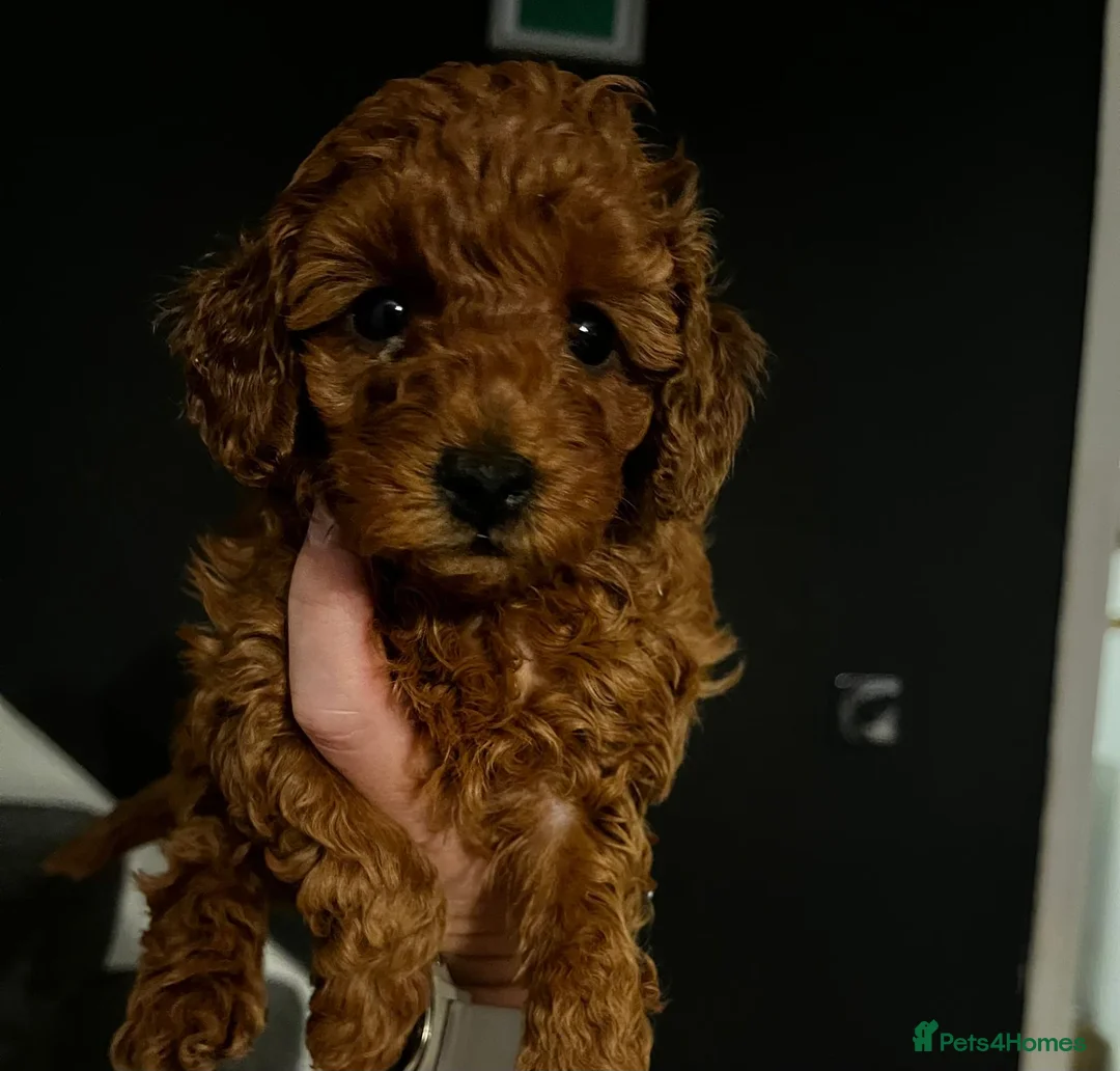 Toy Poodle dogs for sale: KC Registered Toy Poodle Puppies Available - Advert 8