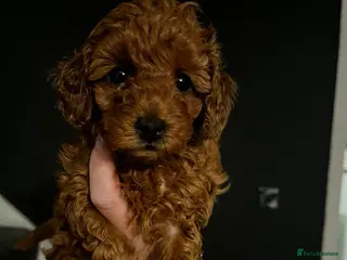Toy Poodle dogs KC Registered Toy Poodle Puppies Available - Advert 3
