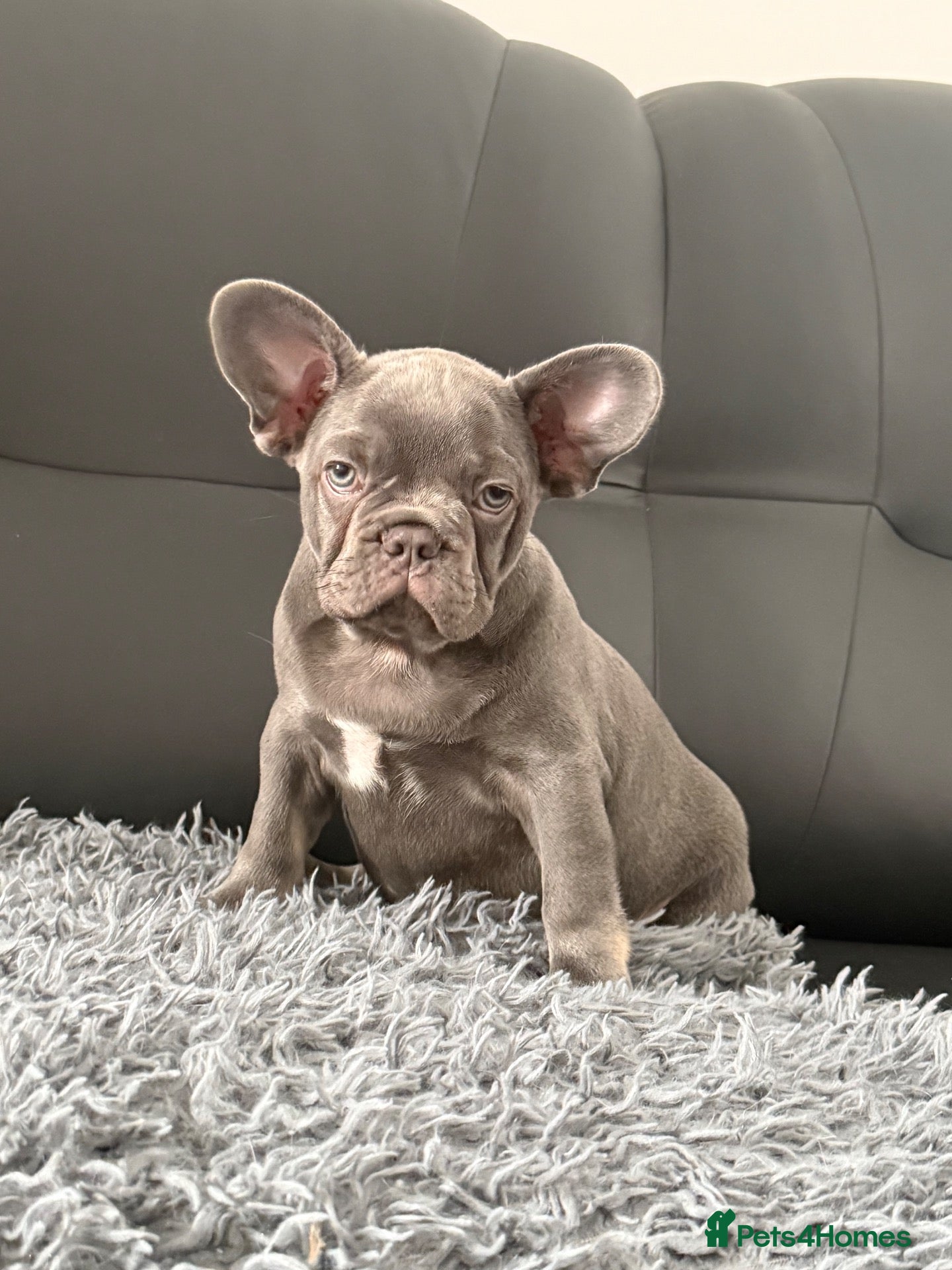 French Bulldog dogs Ready to go! Top quality French bulldogs  - Advert 7