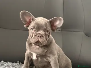 French Bulldog dogs Ready to go! Top quality French bulldogs - Advert 7