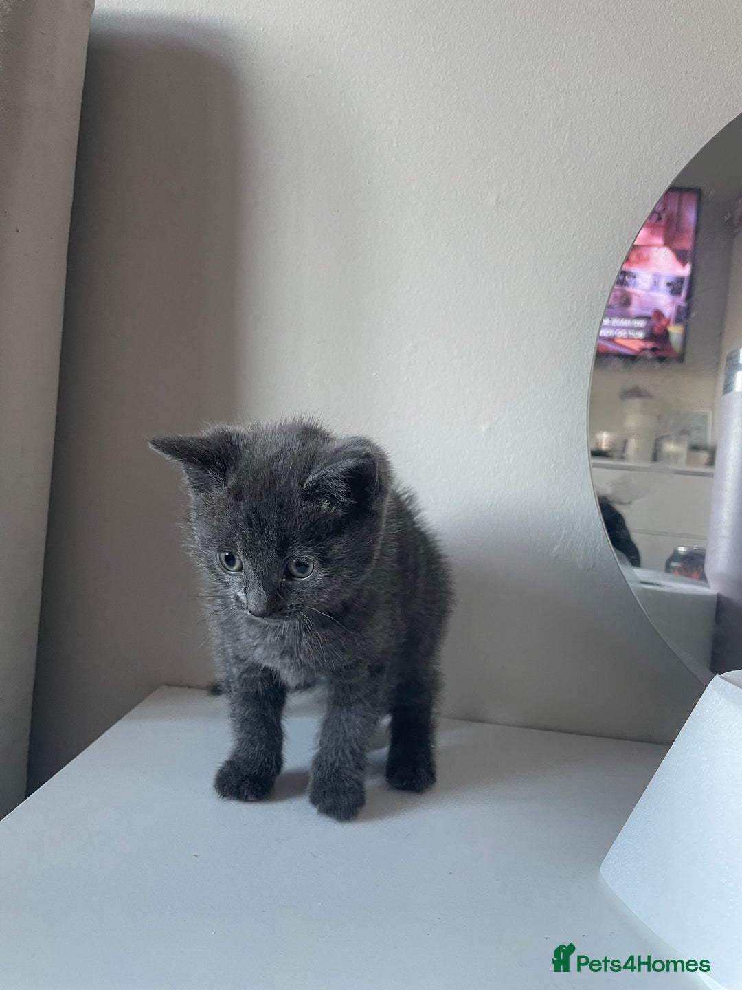 Mixed Breed cats for sale: Fluffy grey kittens 🐾 3 males available  - Advert 9