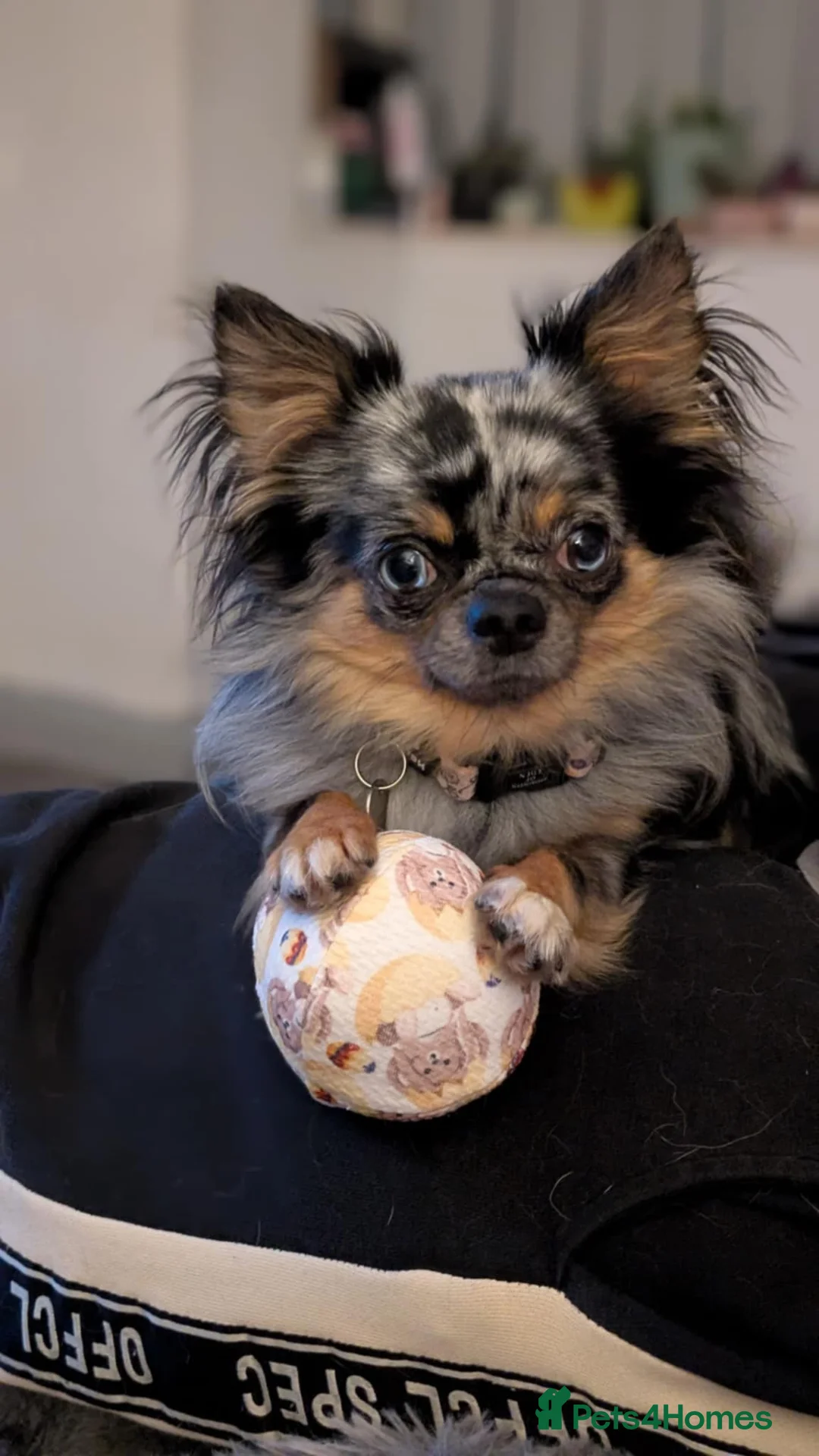 Chihuahua dogs for stud: Merle Chihuahua Stud - Advert 2