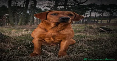 Labrador Retriever dogs - Advert 3