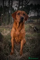Labrador Retriever dogs - Advert 3