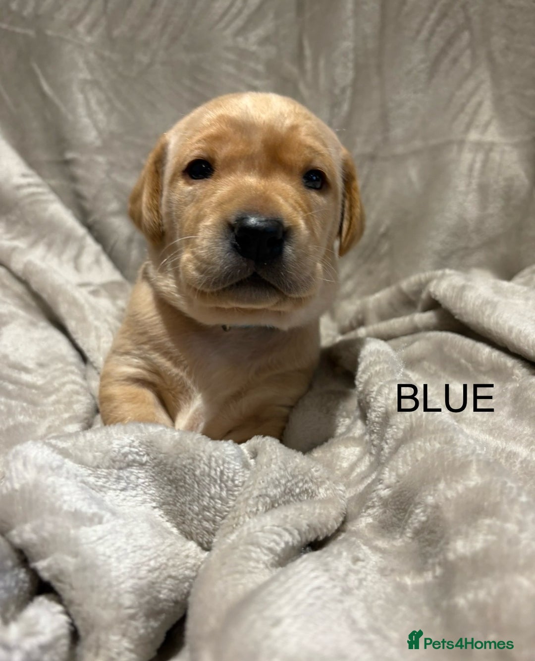Labrador Retriever dogs for sale: KC Labrador puppies yellow / Red  - Advert 17