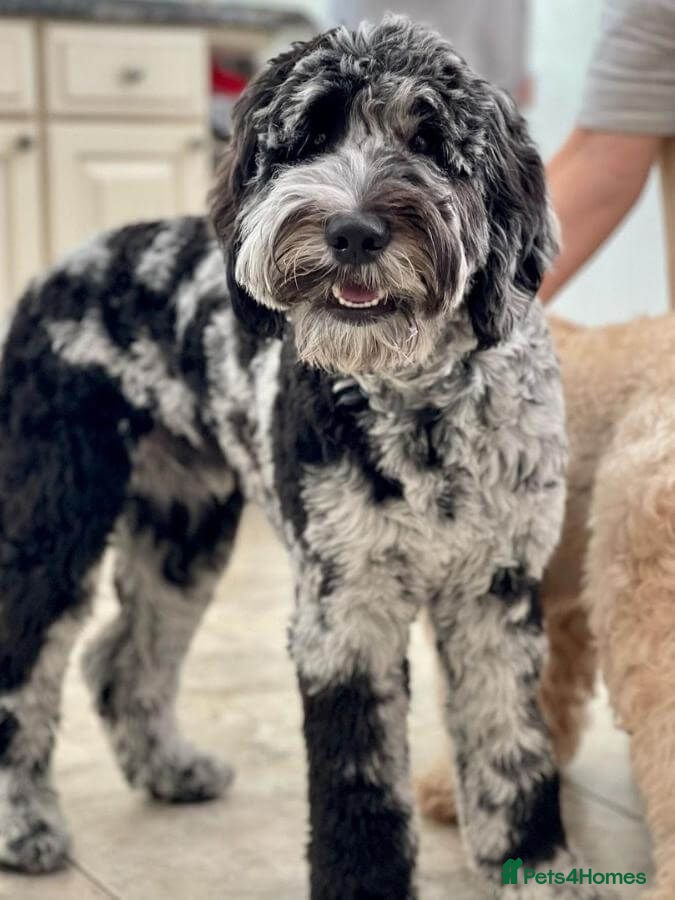 mini goldendoodle merle