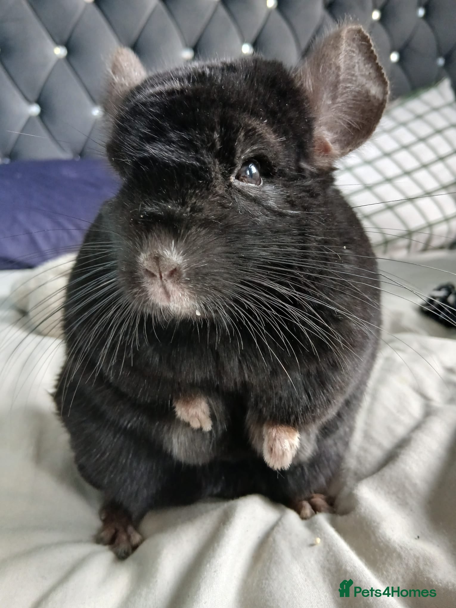 Chinchilla rodents Chincillas - Advert 9