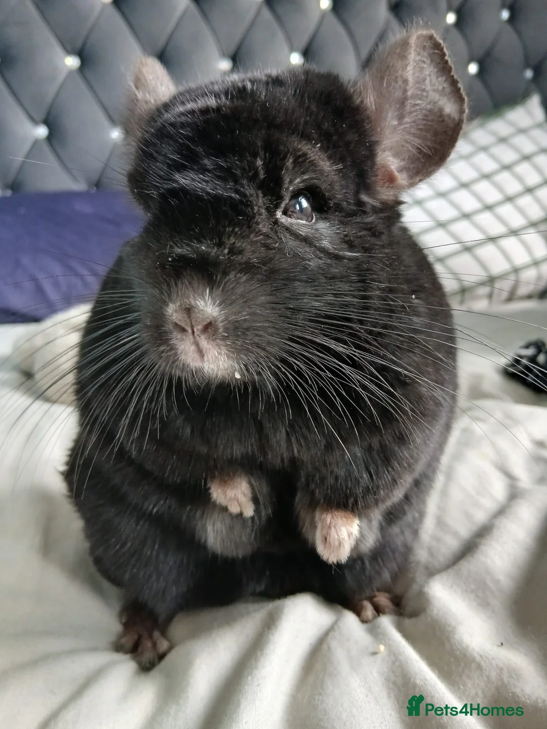 Chinchilla rodents for sale: Chincillas - Advert 1