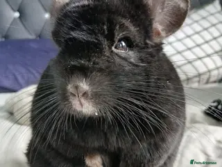Chinchilla rodents Chincillas - Advert 9