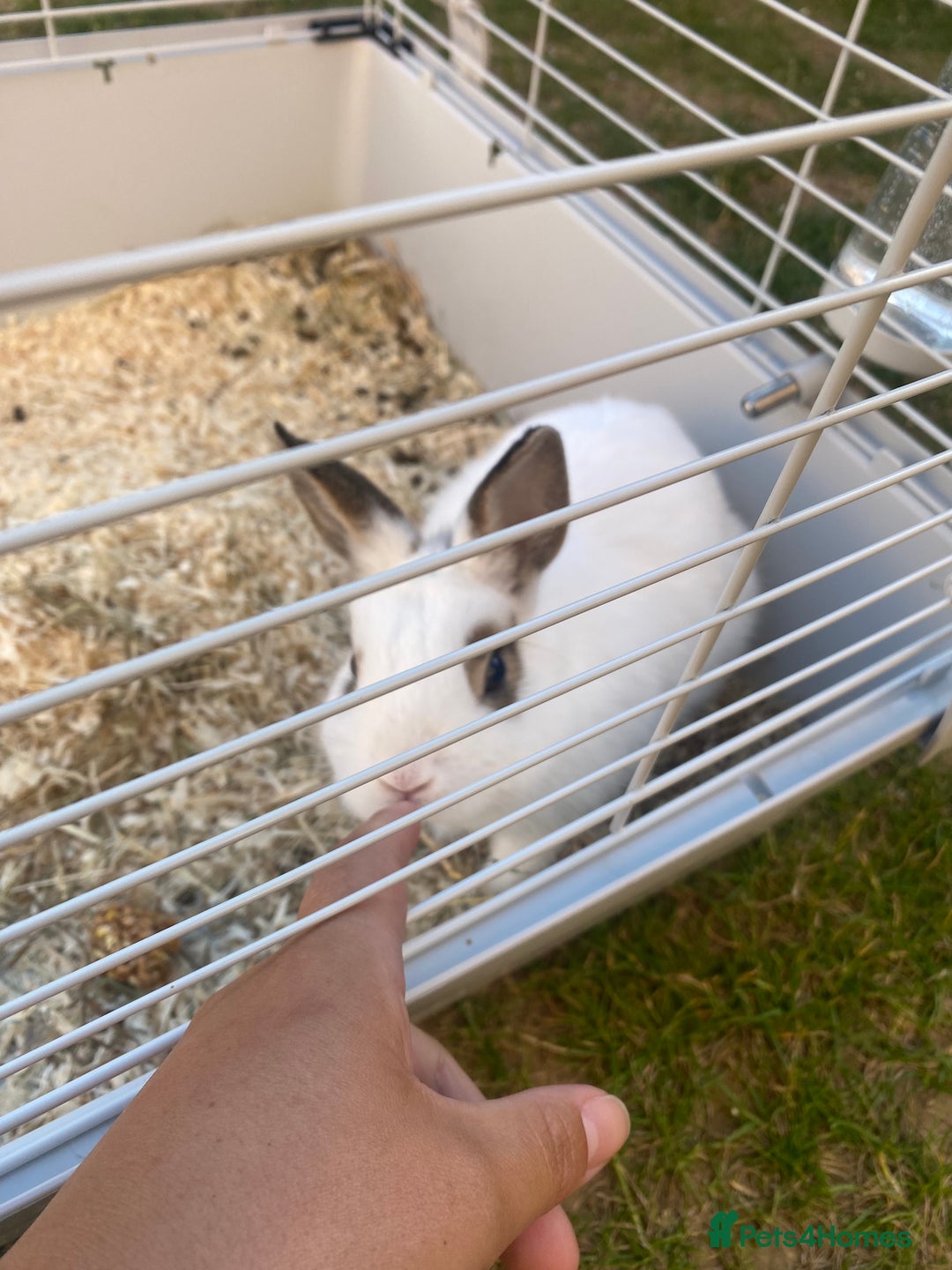 English rabbits for sale: Rabbit - Image 8
