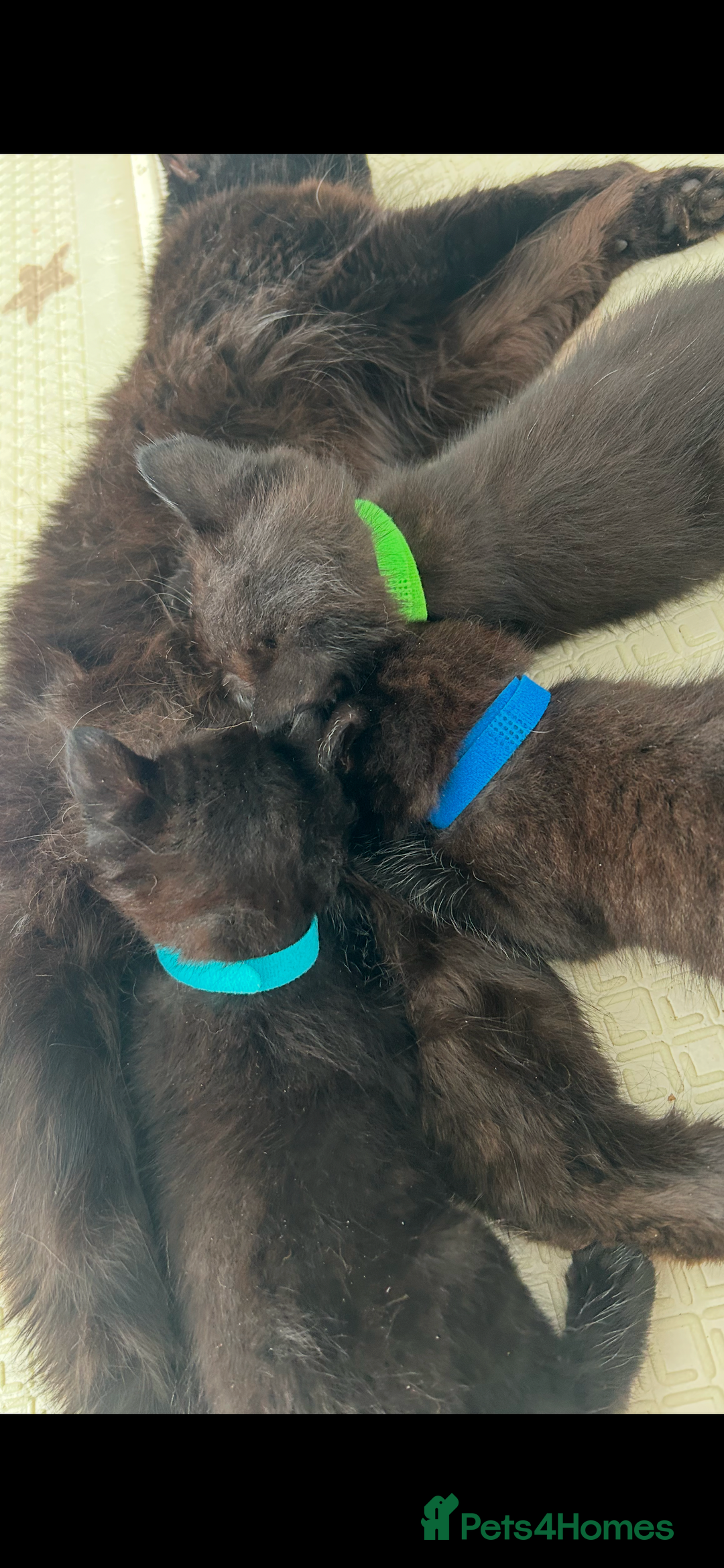 Mixed Breed cats for sale: 1 male black kitten  - Image 7