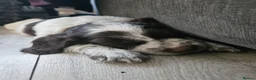 Cocker Spaniel dogs for sale: 2x working cocker spaniel males in Manningtree - Advert 7
