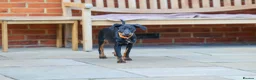 Mixed Breed dogs for adoption: Lovely Little Lotus - Advert 3