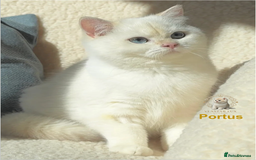 British Shorthair cats for sale: World Class Golden BSH/BLH Chinchilla, Shaded & CP - Image 8