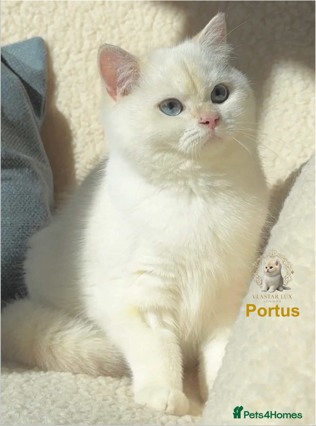 British Shorthair cats for sale: World Class Golden BSH/BLH Chinchilla, Shaded & CP - Image 8
