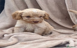 Cockapoo dogs for sale: Beautiful cockerpoo puppies F1  - Image 11