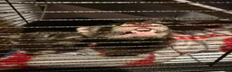 Ferret rodents for sale: 2 Male Part Angorra Hob Kits - Advert 8