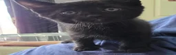 Mixed Breed cats for sale: Four adorable kittens - Advert 11