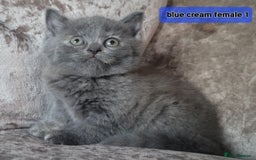Mixed Breed cats for sale: 4 kittens x British blue short hair  - Image 2
