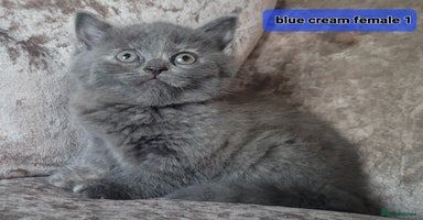 Mixed Breed cats - Advert 6