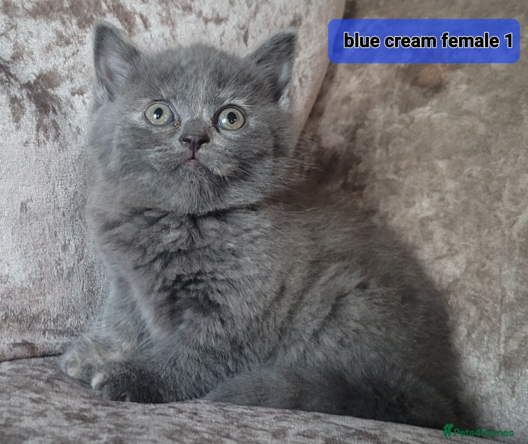 Mixed Breed cats for sale: 4 kittens x British blue short hair  - Image 2