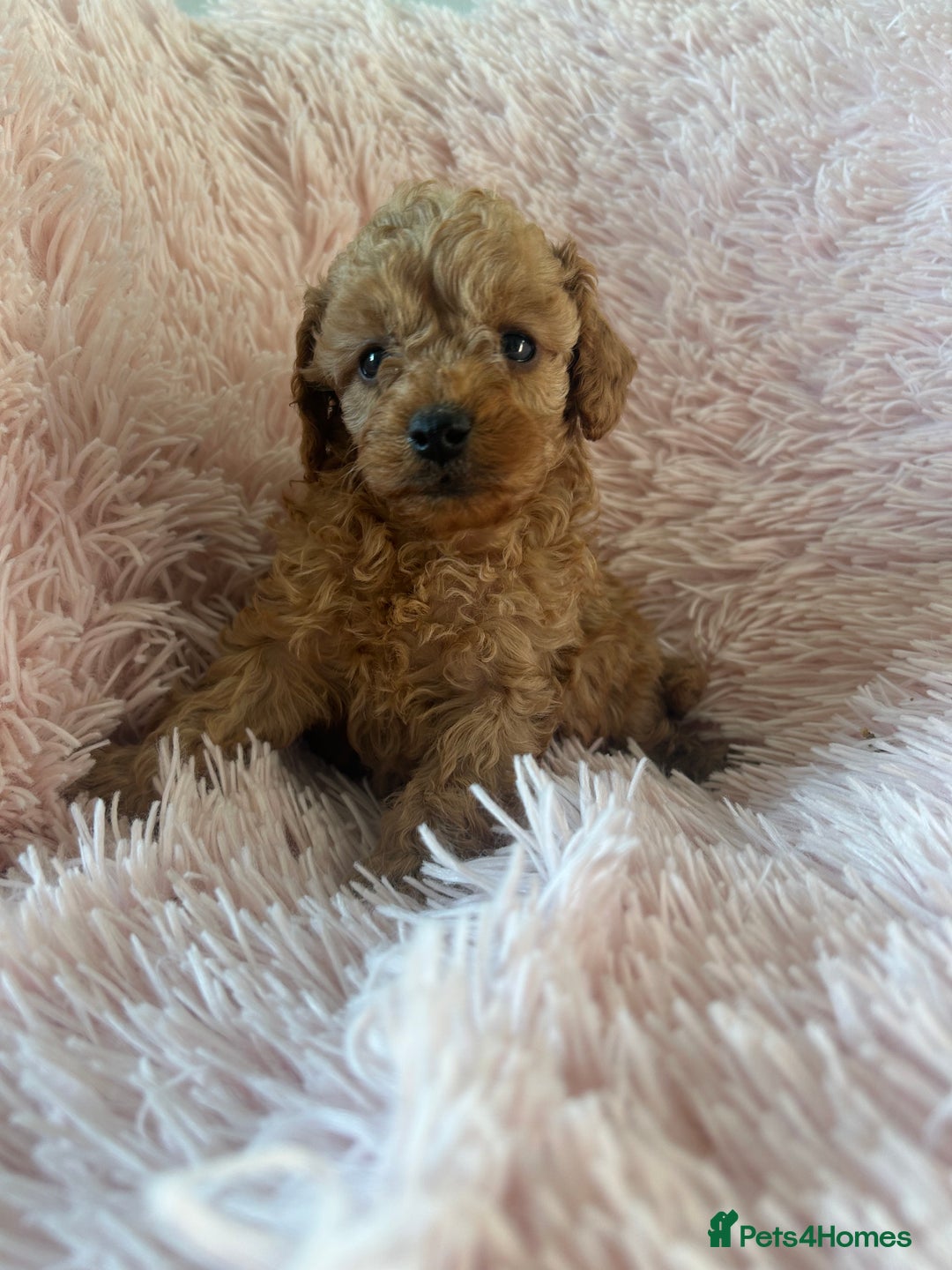 Toy Poodle dogs for sale: Beautiful Toy Poodles  - Image 6