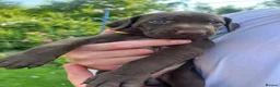 German Shorthaired Pointer dogs for sale: German shorthaired pointer X Weimaraner  - Advert 3