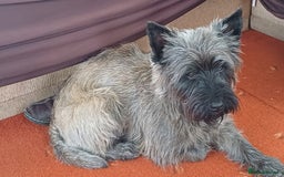 Cairn Terrier dogs for stud: Champion bloodline, KC registered Cairn for stud. in Hope Valley - Image 18