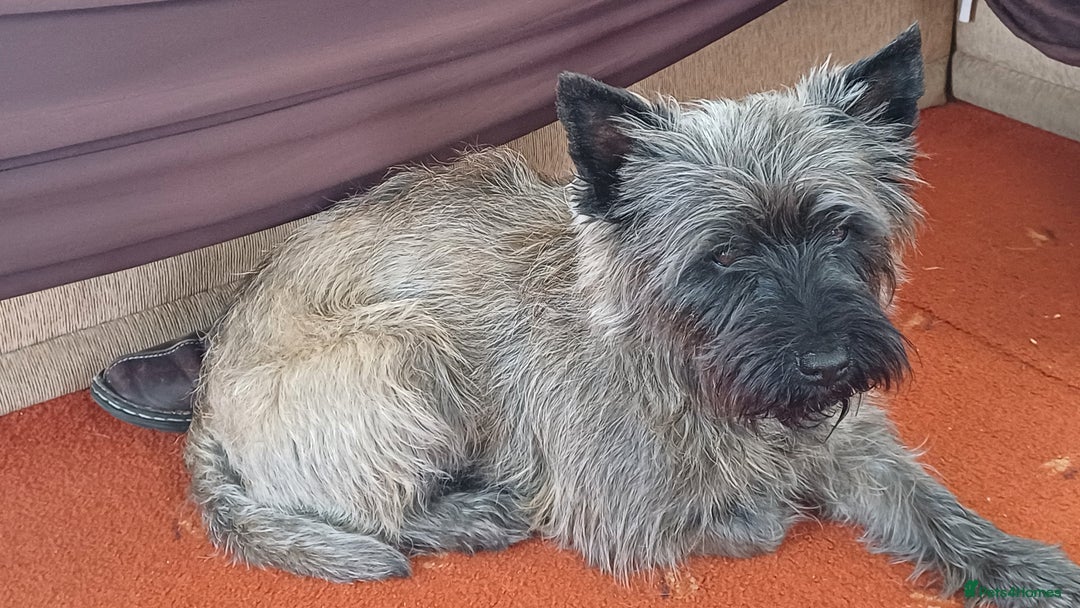 Cairn Terrier dogs for stud: Champion bloodline, KC registered Cairn for stud. in Hope Valley - Image 18
