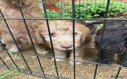 Bedlington Terrier dogs for sale: Bedlington Terrier puppies for sale in Hertford - Image 36