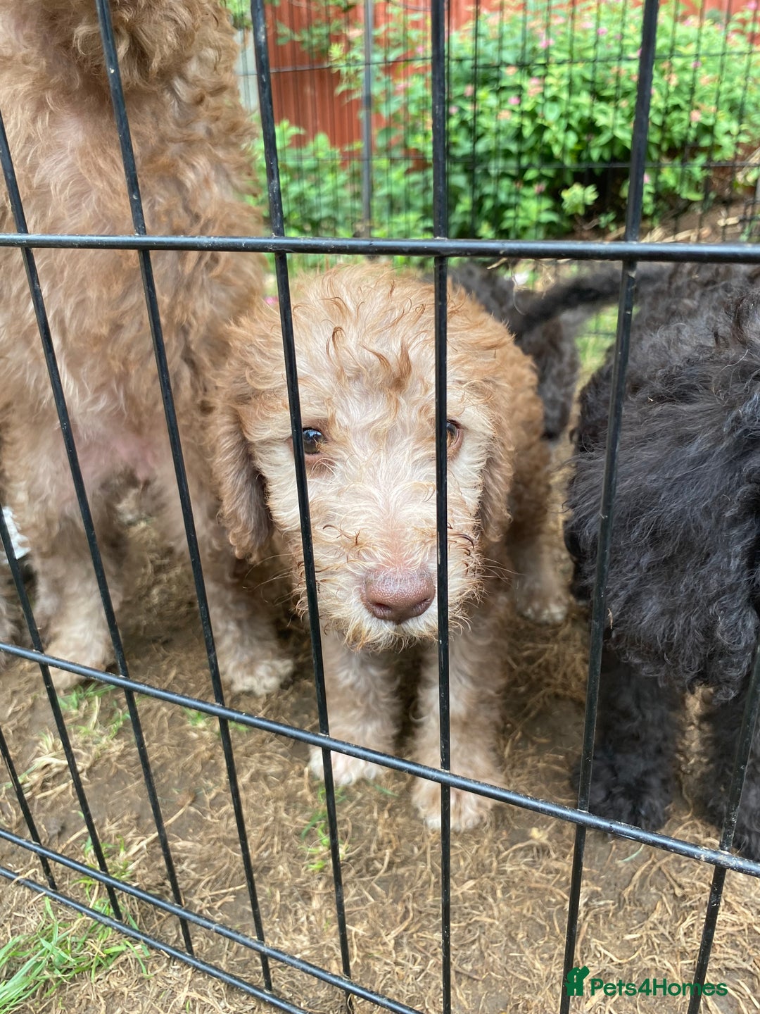 Bedlington Terrier dogs for sale: Bedlington Terrier puppies for sale in Hertford - Image 36