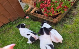 Jack Russell dogs for sale: Tricolour short legs Jack Russell  - Image 17