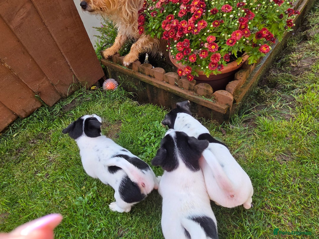 Jack Russell dogs for sale: Tricolour short legs Jack Russell  - Image 17