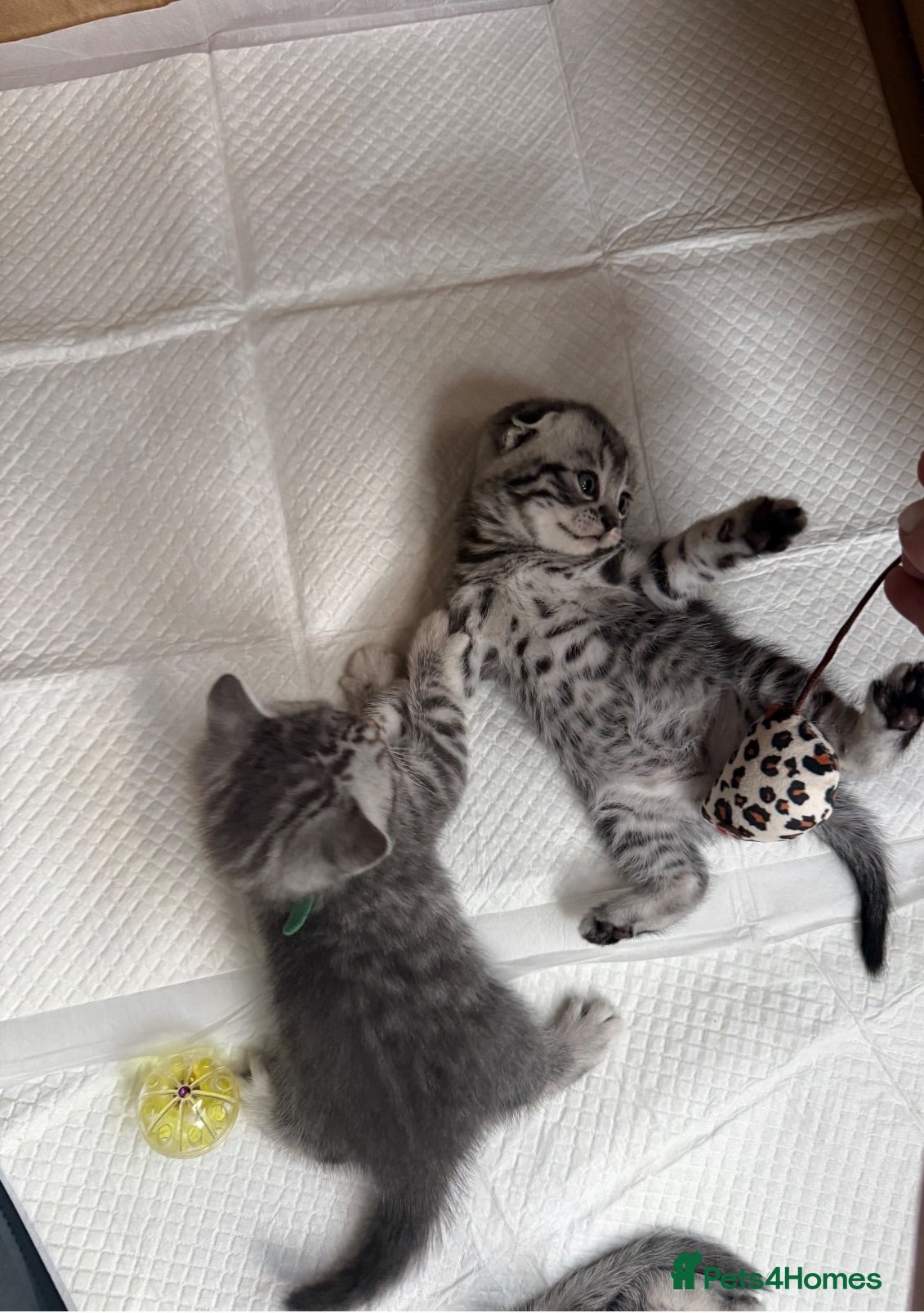British Shorthair cats Pure breed Scottish Fold &Straight grey tabby  - Advert 14
